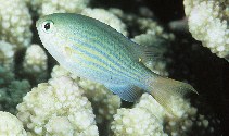 Image of Pycnochromis lineatus (Lined chromis)