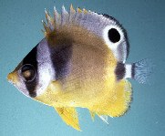 Image of Chaetodon lunula (Raccoon butterflyfish)