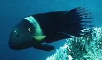 Image of Cheilinus lunulatus (Broomtail wrasse)