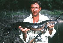 Image of Channa marulius (Great snakehead)