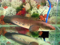 Image of Channa marulioides (Orange snakehead)