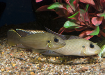 Image of Chromidotilapia melaniae 