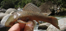 Image of Chaetostoma milesi 