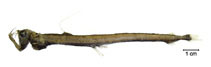 Image of Chauliodus minimus 