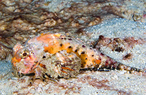 Image of Choridactylus multibarbus (Orangebanded stingfish)