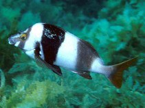 Image of Pseudogoniistius nigripes (Magpie perch)