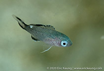 Image of Chromis notata (Pearl-spot chromis)