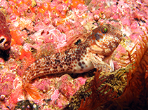 Image of Chalaroderma ocellata (Two-eyed blenny)