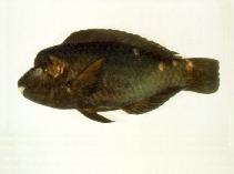 Image of Chlorurus oedema (Knothead parrotfish)