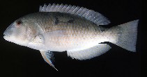 Image of Choerodon oligacanthus (White-patch tuskfish)