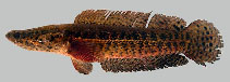 Image of Channa panaw (Blackspotted snakehead)