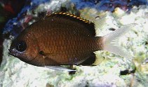 Image of Chromis pembae (Pemba chromis)