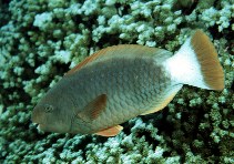 Image of Chlorurus perspicillatus (Spectacled parrotfish)