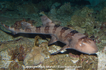 Image of Chiloscyllium plagiosum (Whitespotted bambooshark)