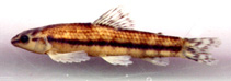 Image of Characidium pterostictum 