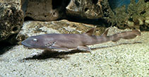 Image of Chiloscyllium punctatum (Brownbanded bambooshark)