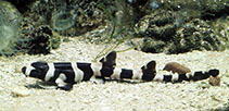 Image of Chiloscyllium punctatum (Brownbanded bambooshark)