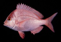 Image of Chrysoblephus puniceus (Slinger seabream)