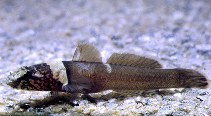 Image of Chromogobius quadrivittatus (Chestnut goby)