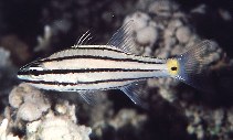 Image of Cheilodipterus quinquelineatus (Five-lined cardinalfish)