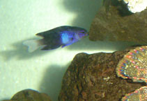 Image of Chrysiptera rapanui (Easter damselfish)