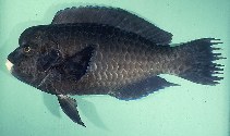 Image of Chlorurus rhakoura (Raggedfin parrotfish)