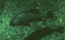 Image of Cheilotrema saturnum (Black croaker)