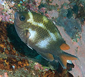 Image of Chromis scotochiloptera (Philippines chromis)