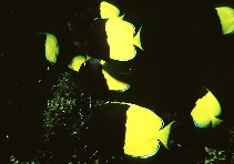 Image of Chaetodon smithi (Smith\