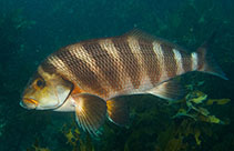 Image of Chirodactylus spectabilis (Red moki)