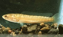 Image of Channa striata (Striped snakehead)