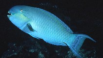 Image of Chlorurus strongylocephalus (Steephead parrotfish)