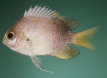 Image of Chromis struhsakeri (Struhsaker\