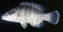 Image of Cheilinus undulatus (Humphead wrasse)