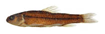 tn_Churu_m0.jpg