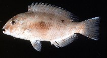 Image of Choerodon venustus (Venus tuskfish)