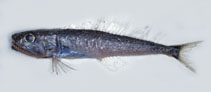 Image of Champsodon vorax 