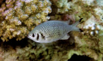 Image of Chromis weberi (Weber\