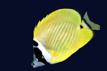 Image of Chaetodon wiebeli (Hongkong butterflyfish)