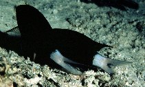 Image of Chromis xanthura (Paletail chromis)