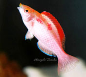 Image of Cirrhilabrus adornatus (Red-fin fairy wrasse)