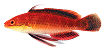 Image of Cirrhilabrus africanus (African longfin fairy wrasse)