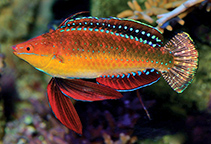 Image of Cirrhilabrus africanus (African longfin fairy wrasse)