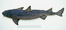 Image of Cirrhigaleus australis (Southern Mandarin Dogfish)