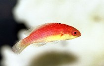 Image of Cirrhilabrus bathyphilus (Deepwater wrasse)