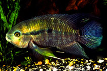 Image of Cichlasoma bimaculatum (Black acara)