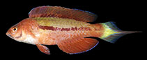 Image of Cirrhilabrus blatteus (Purple-boned wrasse)