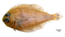 Image of Citharichthys cornutus (Horned whiff)