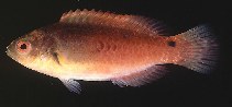 Image of Cirrhilabrus cyanopleura (Blueside wrasse)