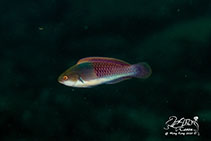 Image of Cirrhilabrus cyanopleura (Blueside wrasse)